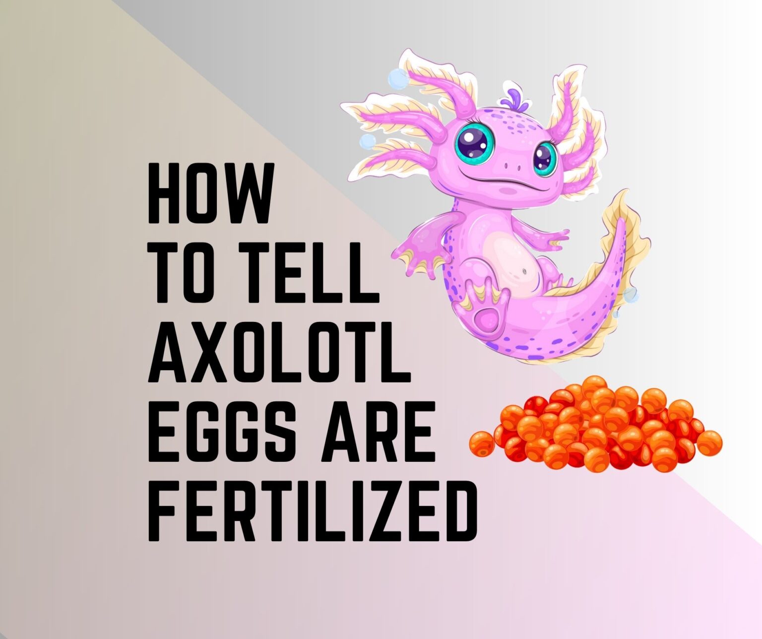 How To Tell If Axolotl Eggs Are Fertilized 9 Egg Care Tips Amphibian