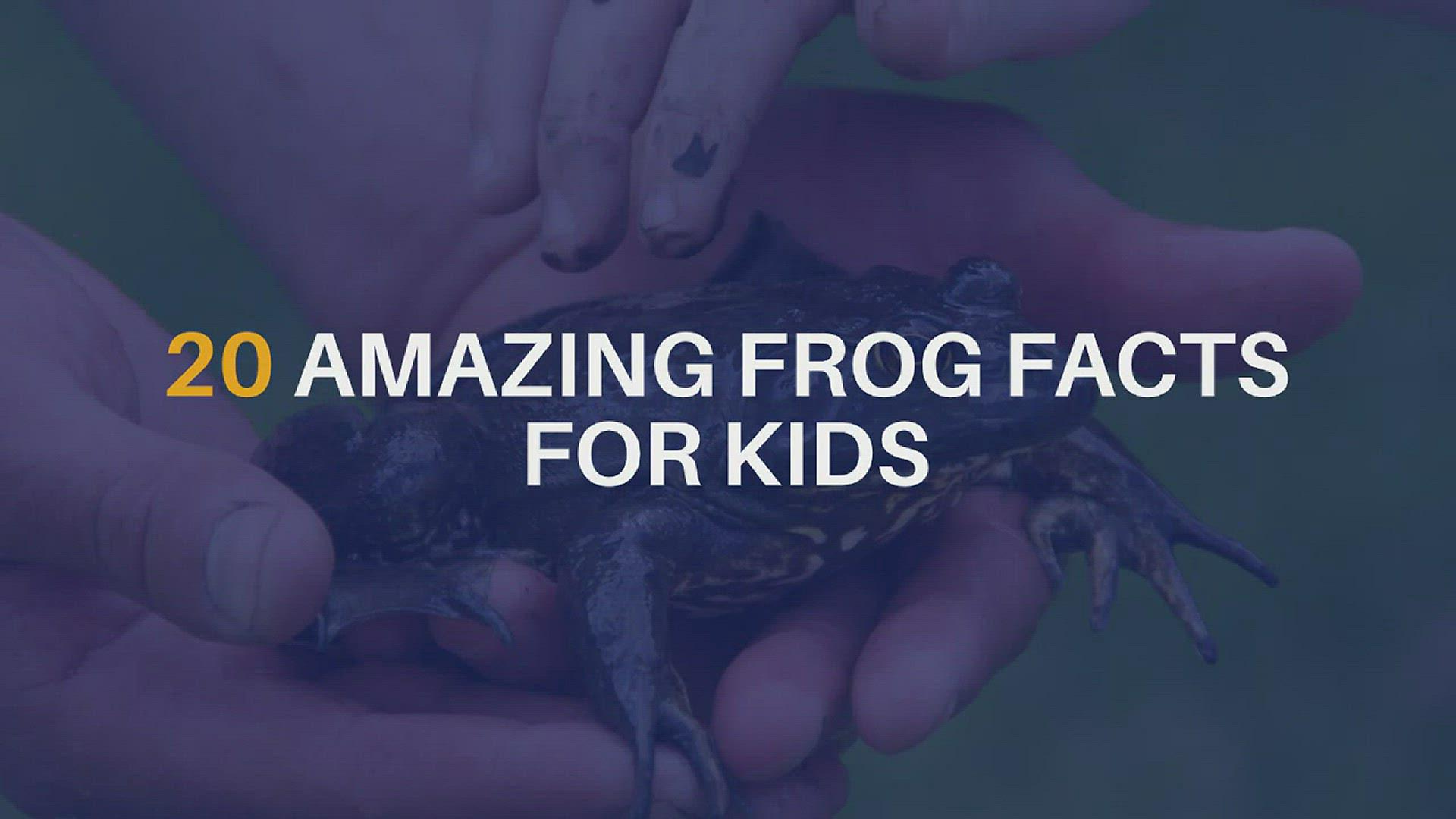 'Video thumbnail for Amazing Frog Facts for Kids'