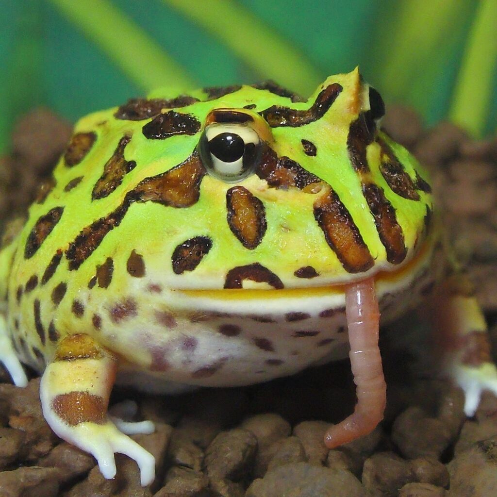 Pacman frog