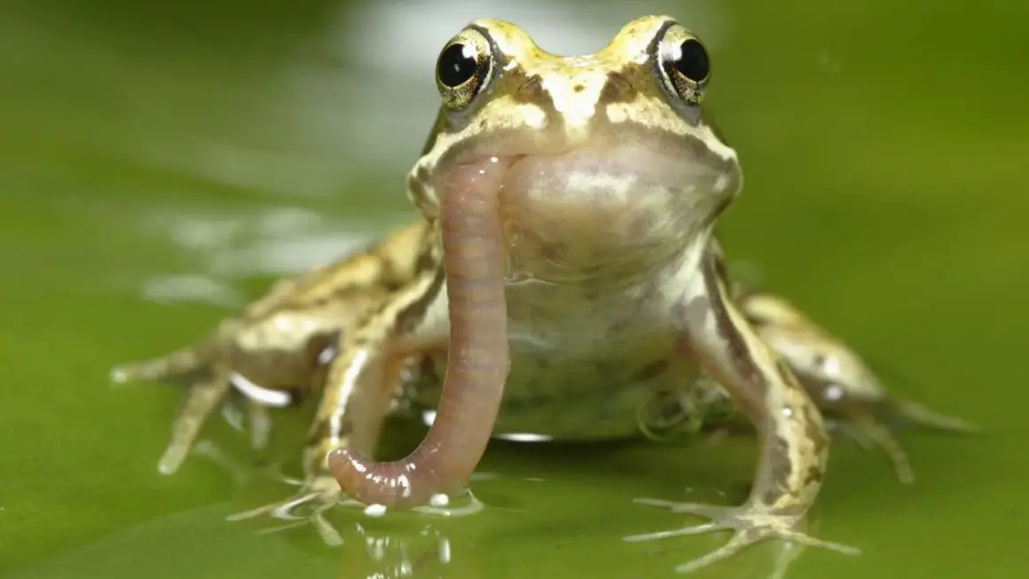 what-do-garden-frogs-eat