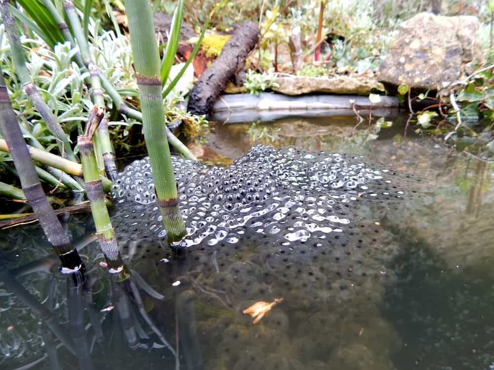 Frogspawn in pond