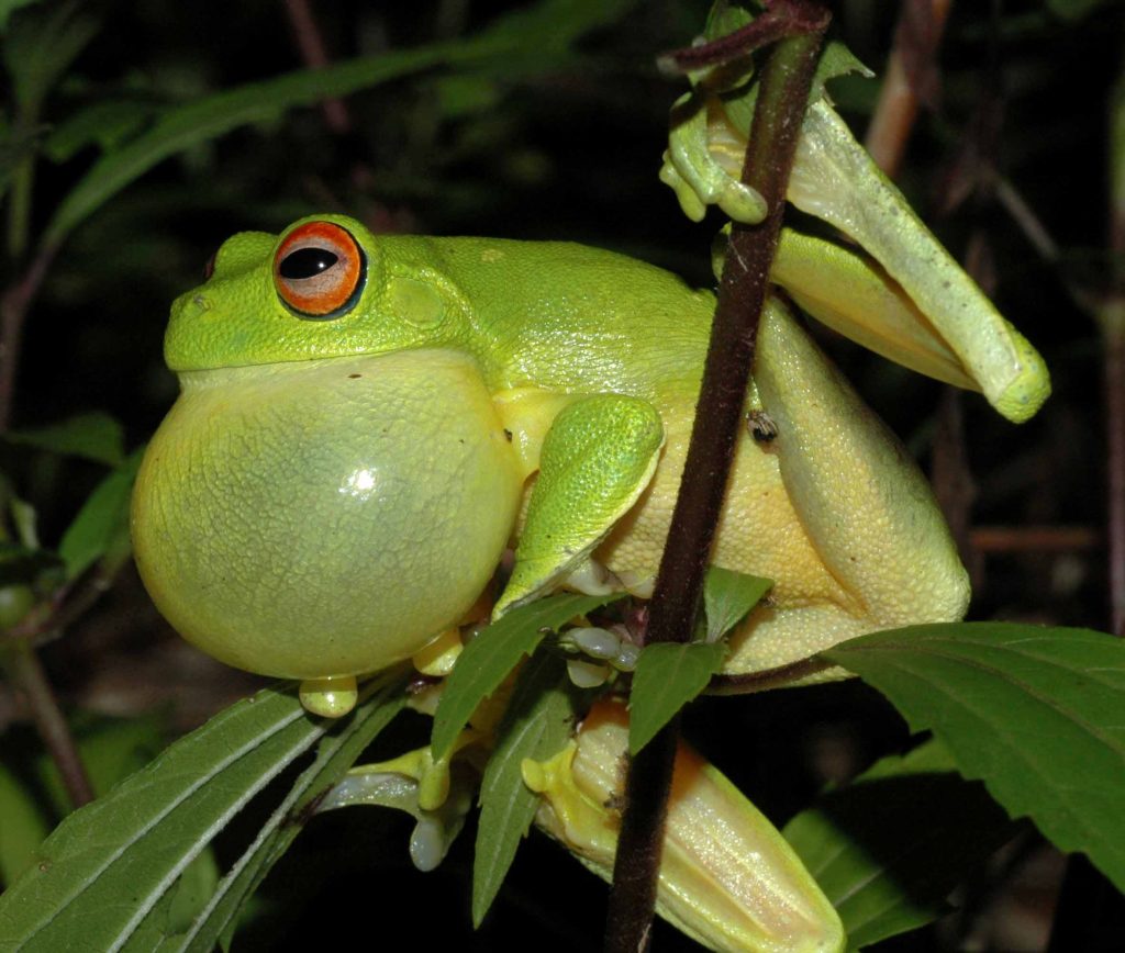 Frog Vocal Sac