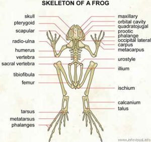 Do Frogs Have Backbones? (Are Frogs Vertebrates?) - Amphibian Life