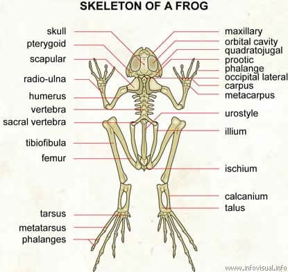Do frogs have backbones? This is a skeleton of a frog, which shows that it is indeed a vertebrate