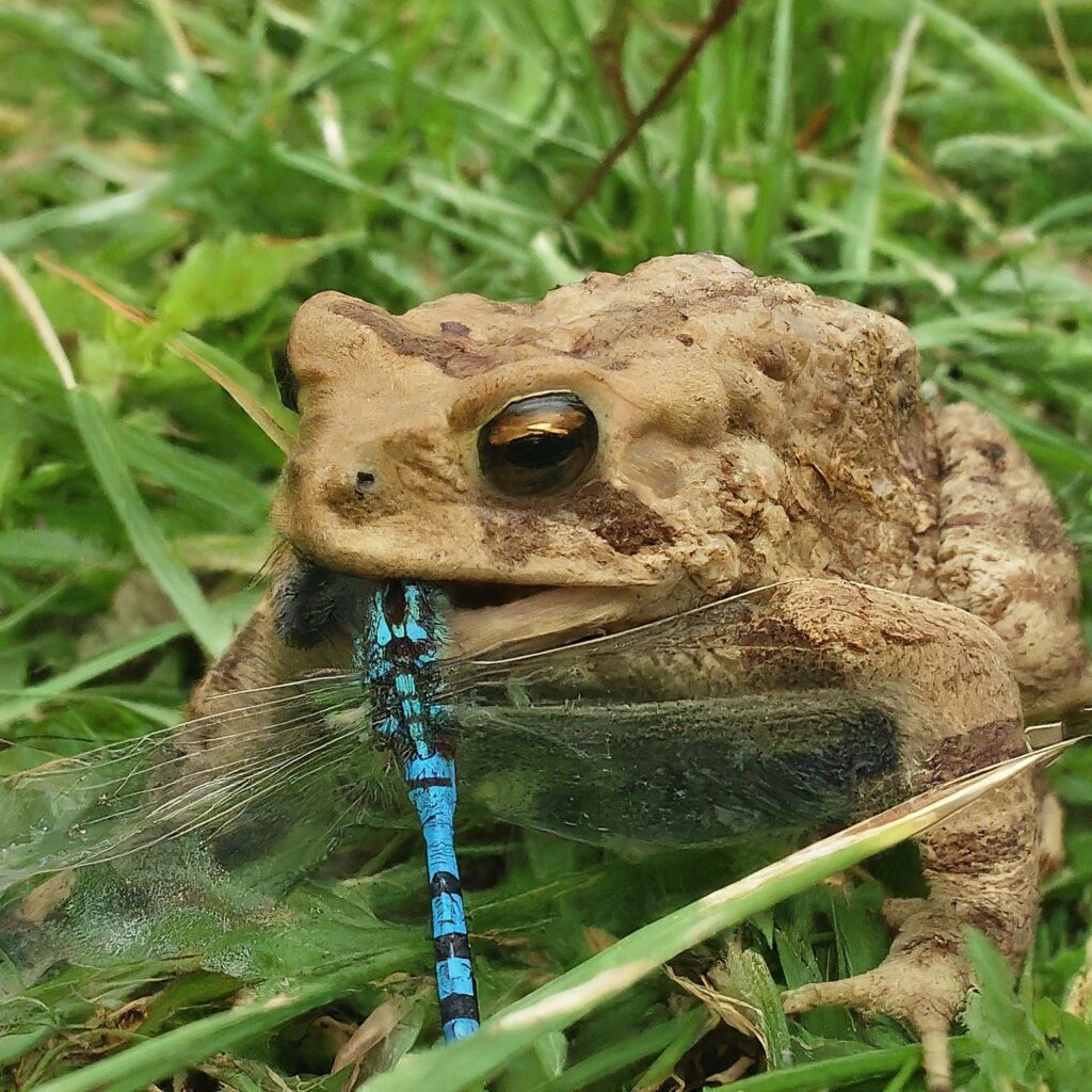 A toad eating a dragonfly