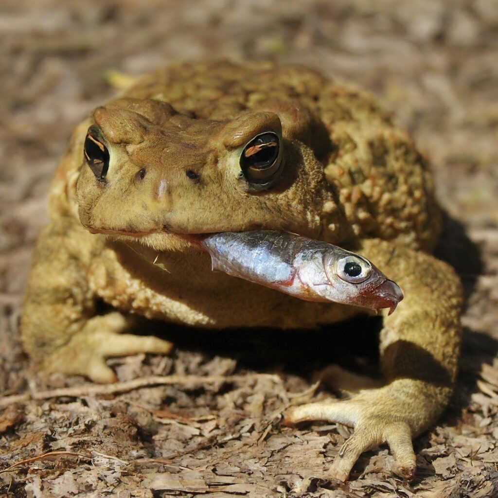 A toad eating a fish