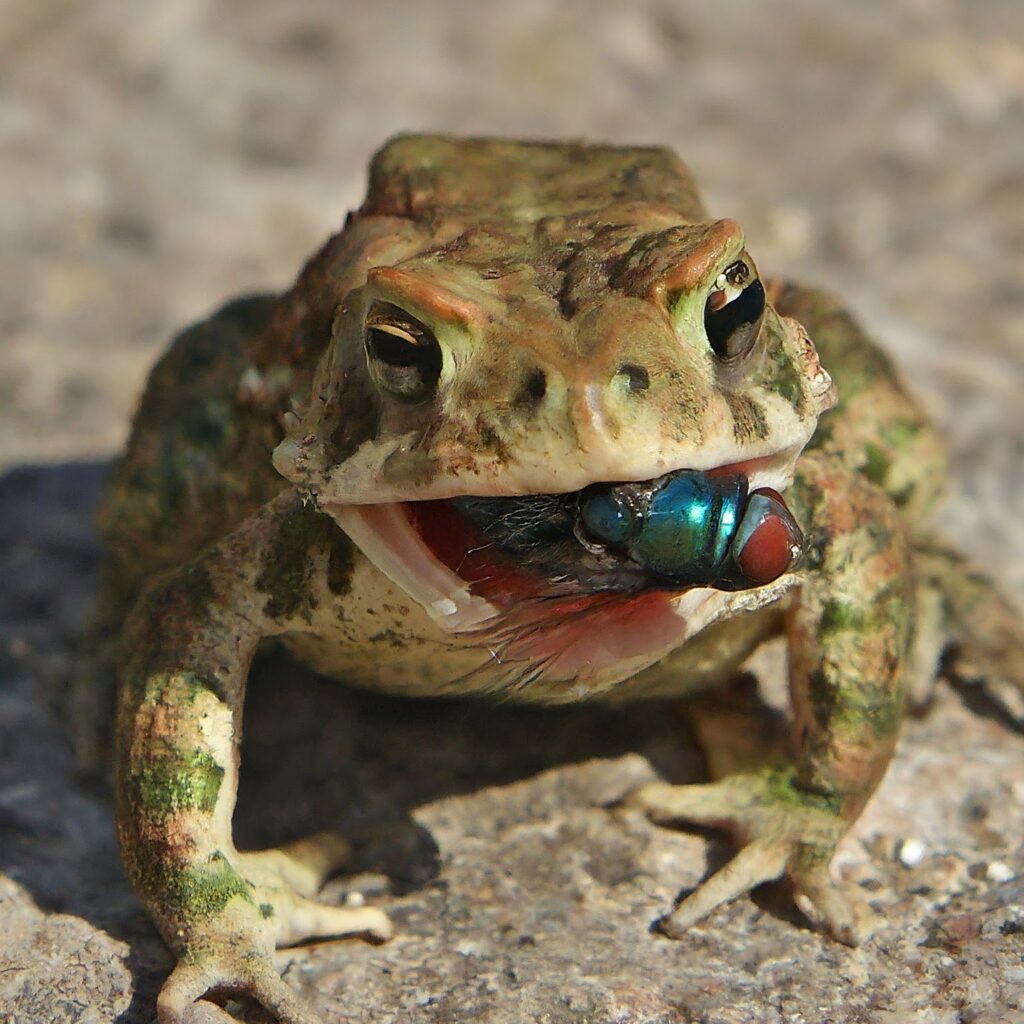 A toad eating a fly