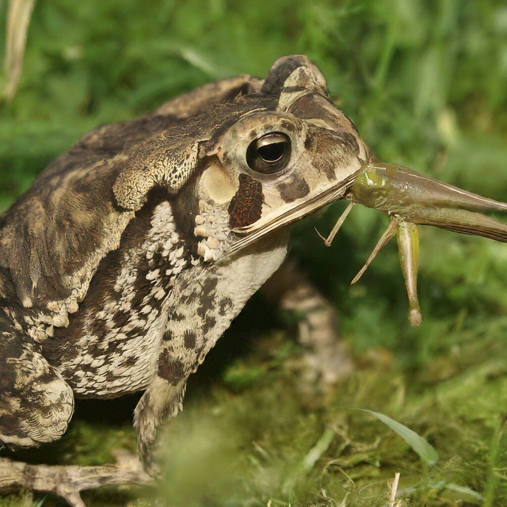 A toad eating a grasshopper