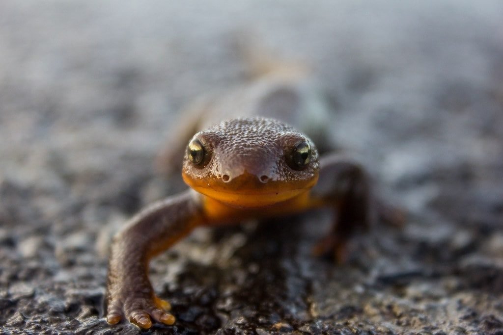 Are Salamanders Poisonous (And Dangerous For People)? Amphibian Life