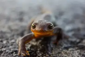 Are Salamanders Poisonous And Dangerous For People Amphibian Life