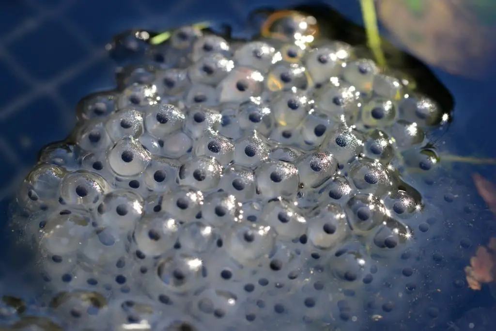 Toad eggs in the water with plants
