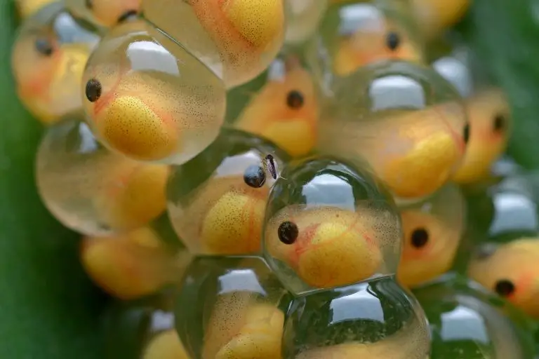 What Do Frog Eggs Look like (Where They Keep Them)? - Amphibian Life