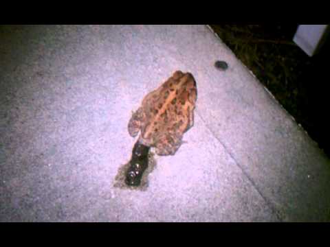 What Does Frog Poop Look Like (You May Be Surprised) - Amphibian Life