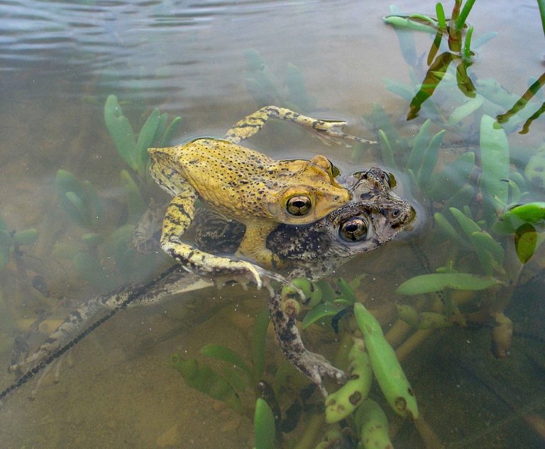 what-do-toads-need-to-survive-and-how-do-they-do-it-amphibian-life