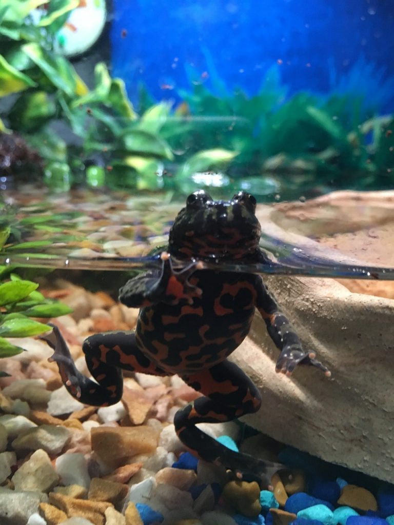 Oriental Fire-bellied Toad