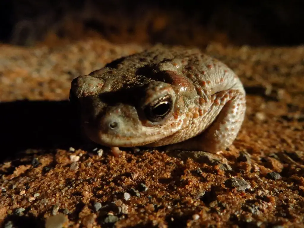 Red-spotted Toad