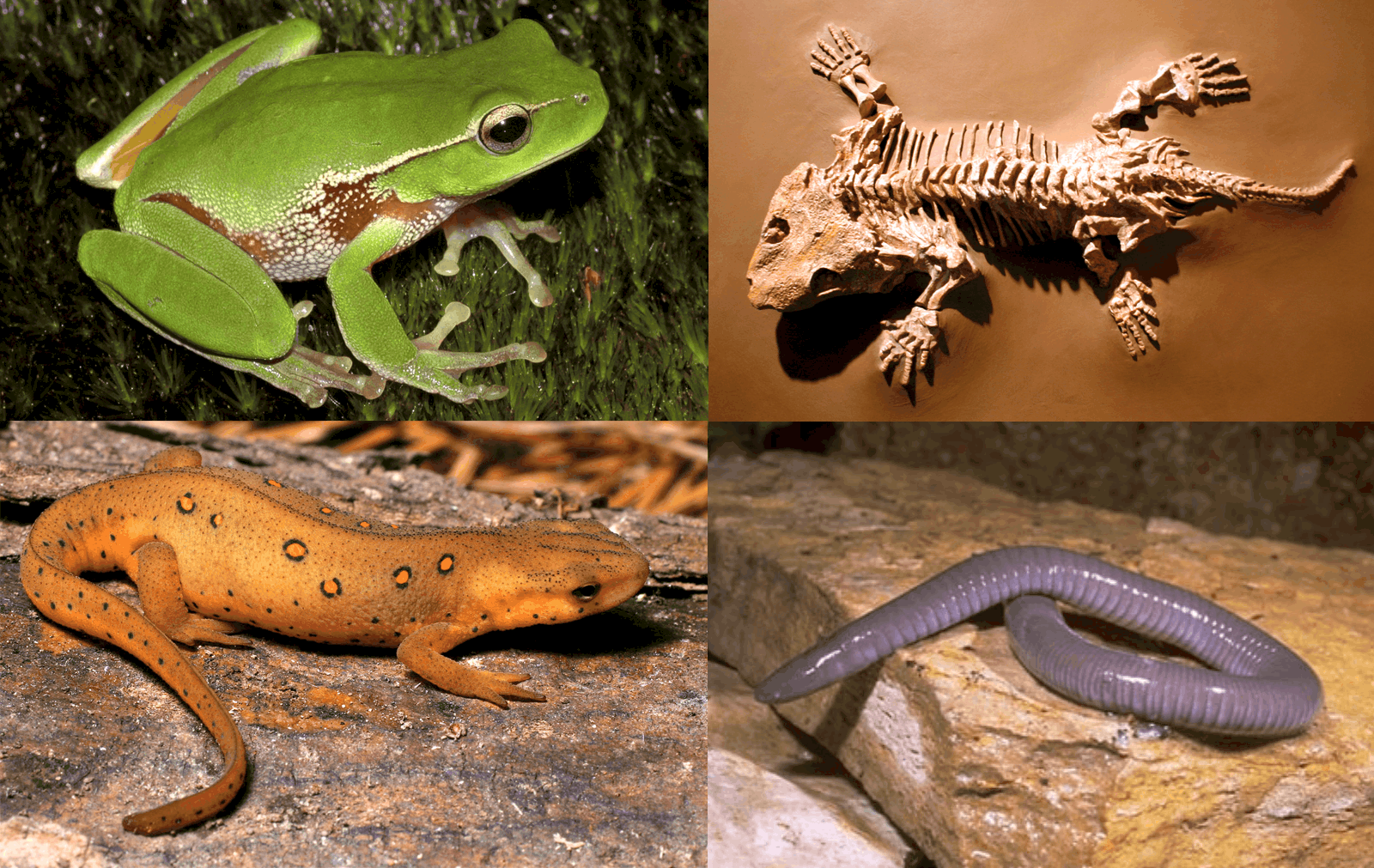 What are amphibians? (Definition and examples) - Amphibian Life