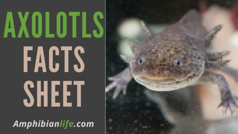 How Much do Axolotl Cost?+Tank and Accessories - Amphibian Life