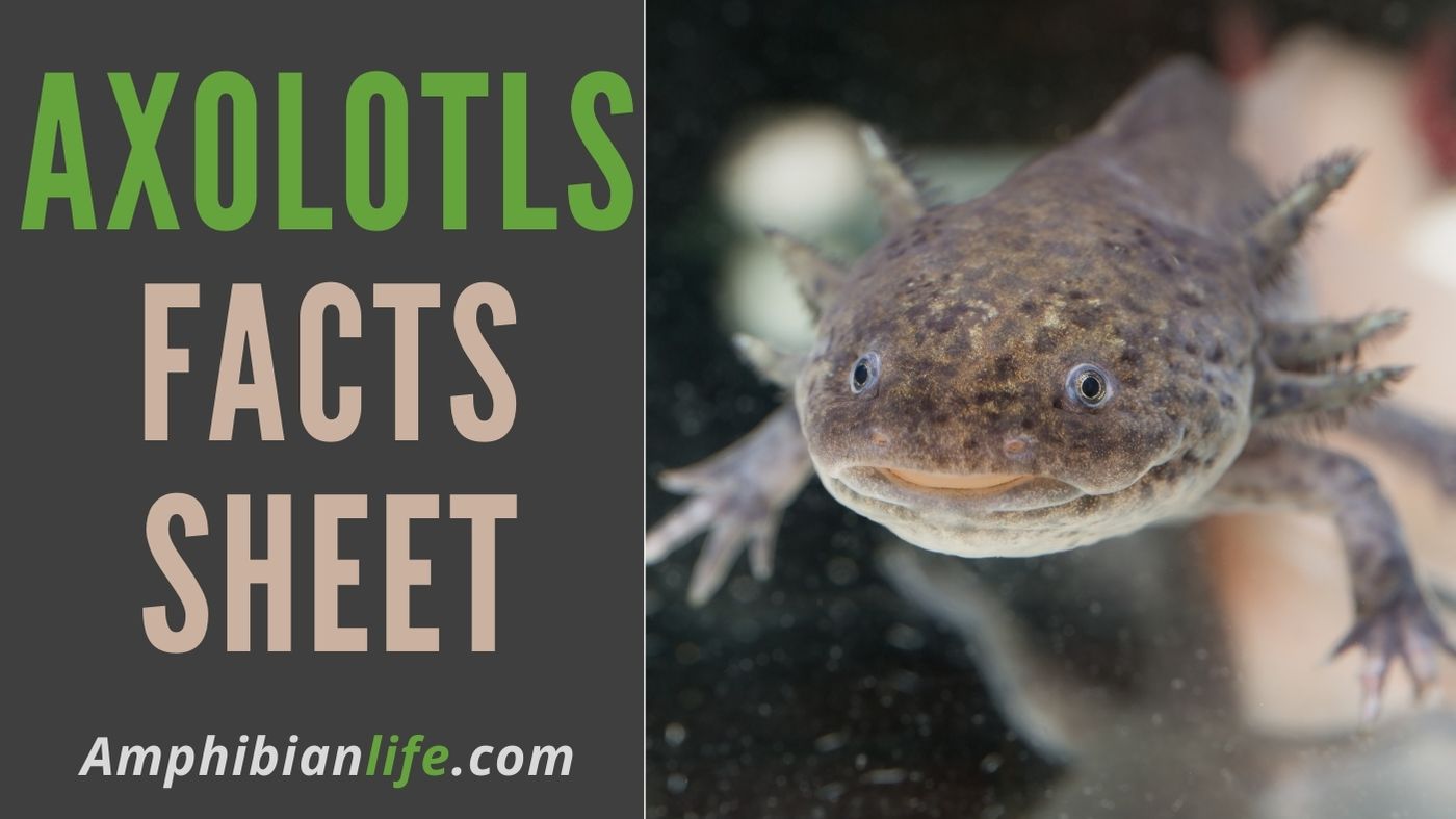 How Much Do Axolotl Cost?+tank And Accessories - Amphibian Life