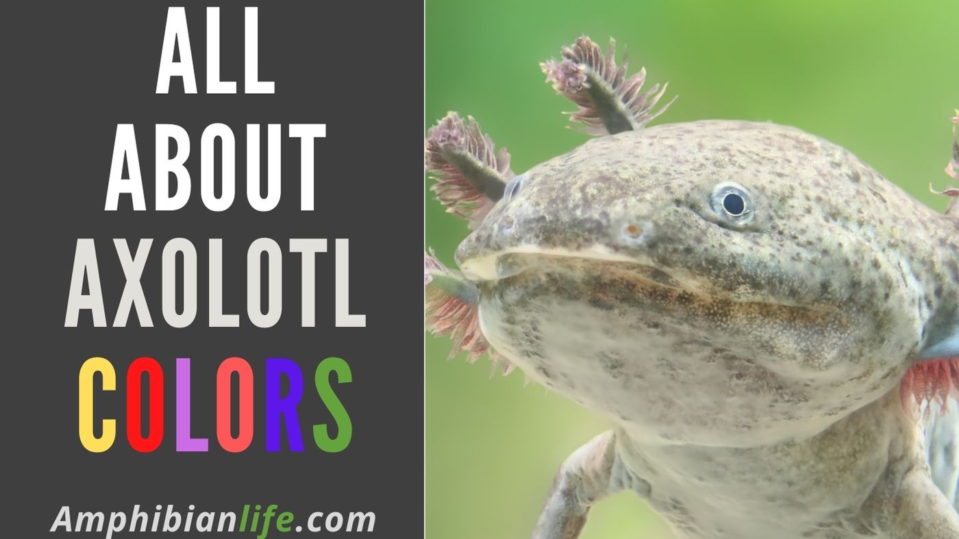 Do Axolotls have Many Colors? (And Why so Many) - Amphibian Life