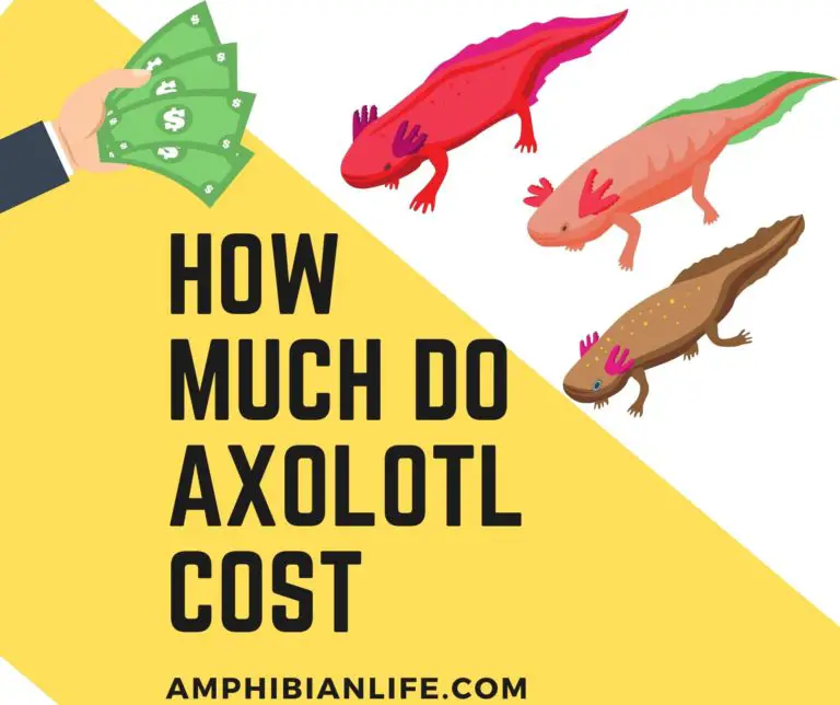 Do Axolotls have Many Colors? (And Why so Many) - Amphibian Life
