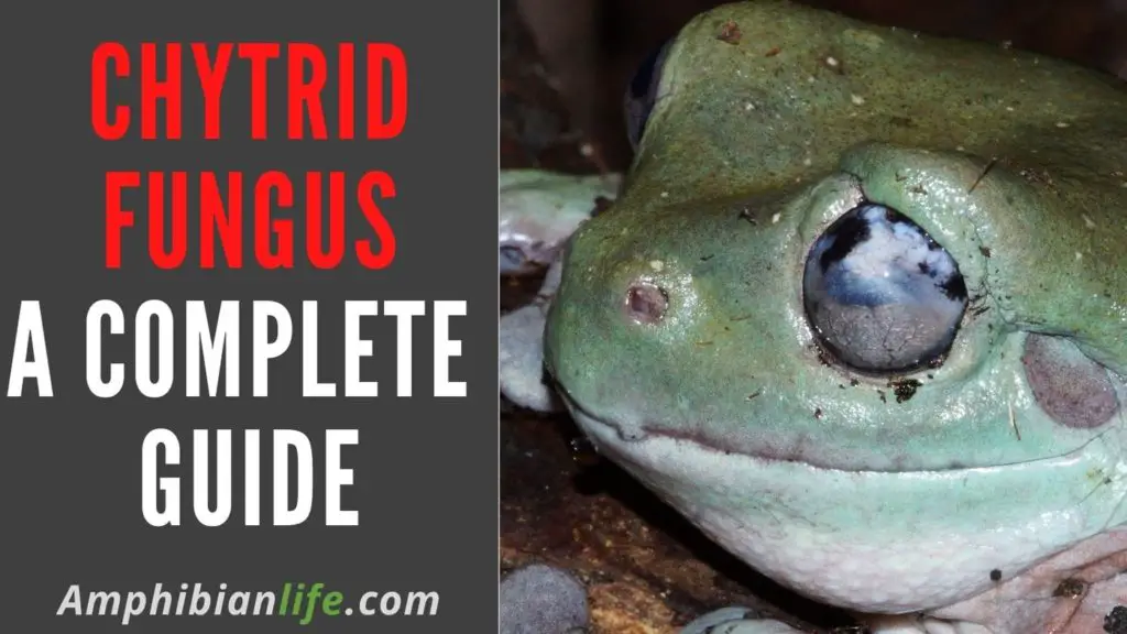 chytrid fungus and its treatment