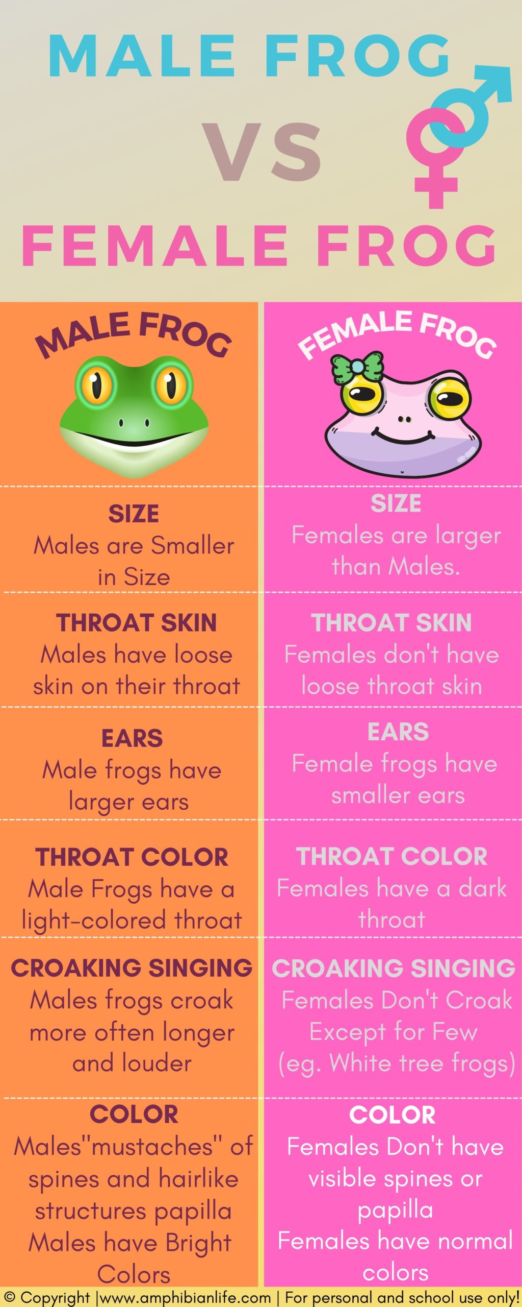 Top 20 Differences in Male Frog and Female Frog. - Amphibian Life