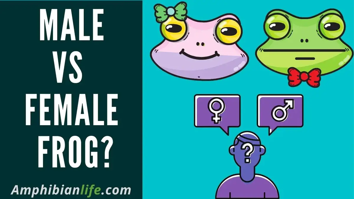 Top 20 Differences In Male Frog And Female Frog Amphibian Life