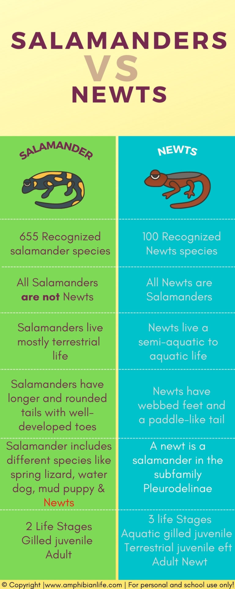 Salamanders vs Newts Comparison (How do they differ?) - Amphibian Life