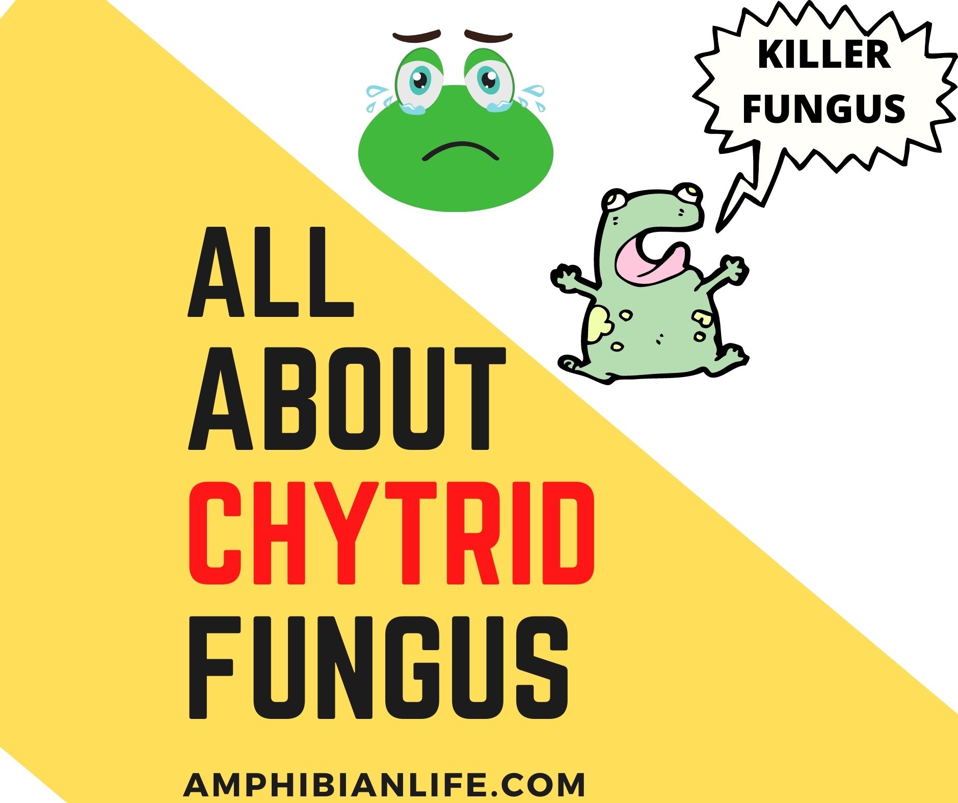 chytrid fungus