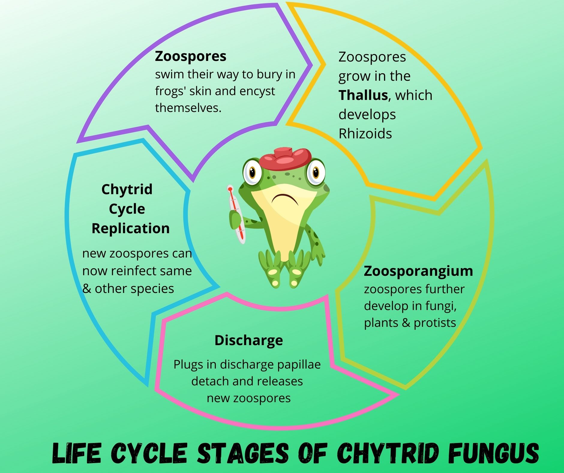 What is Chytrid Fungus? (Detection, Diagnosis and Prevention ...