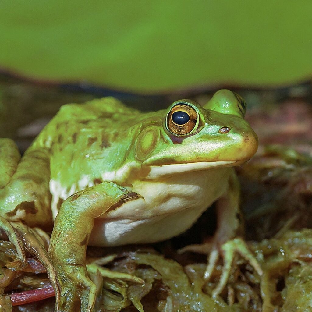 Green frog (Rana clamitans)