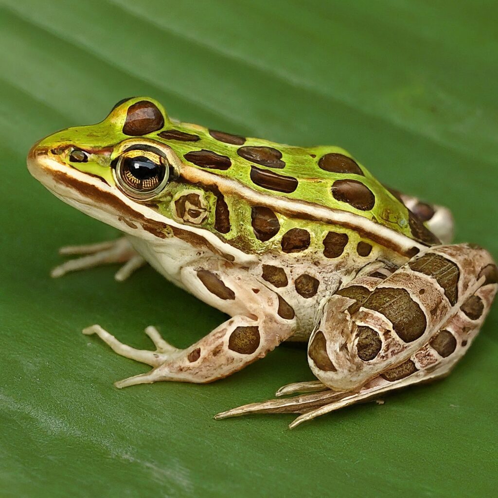 Northern leopard frog (Rana pipiens)