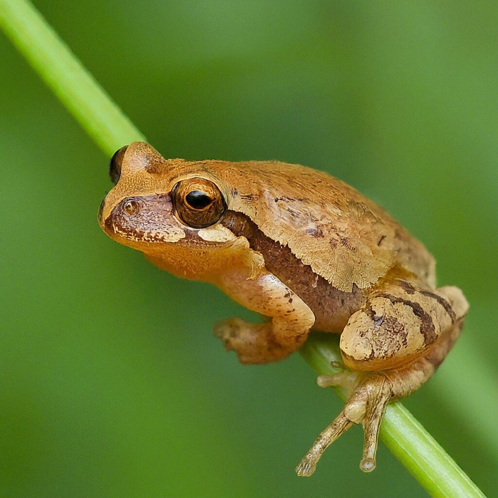 Spring Peeper (Pseudacris crucifer)