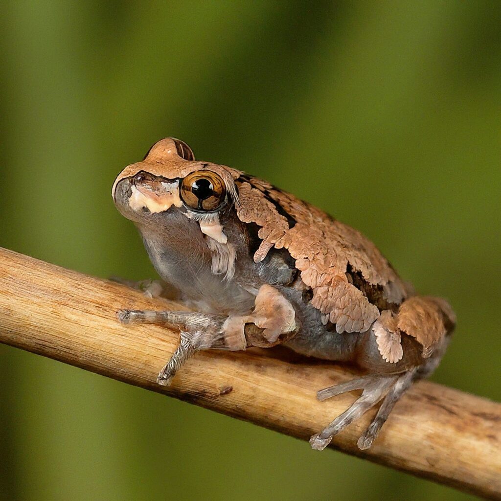 Western Chorus Frog (Pseudacris Triseriata)