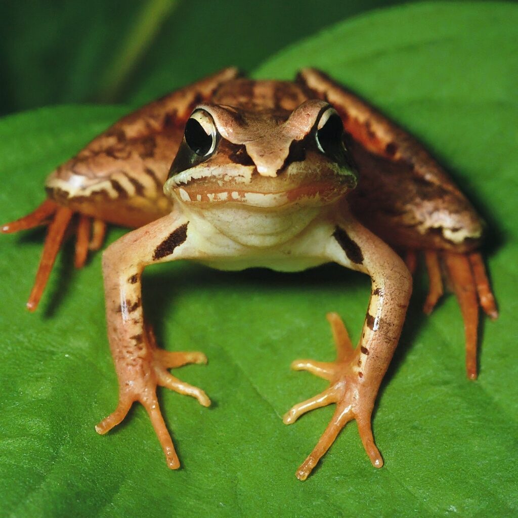 Wood Frog (Rana Sylvatica)