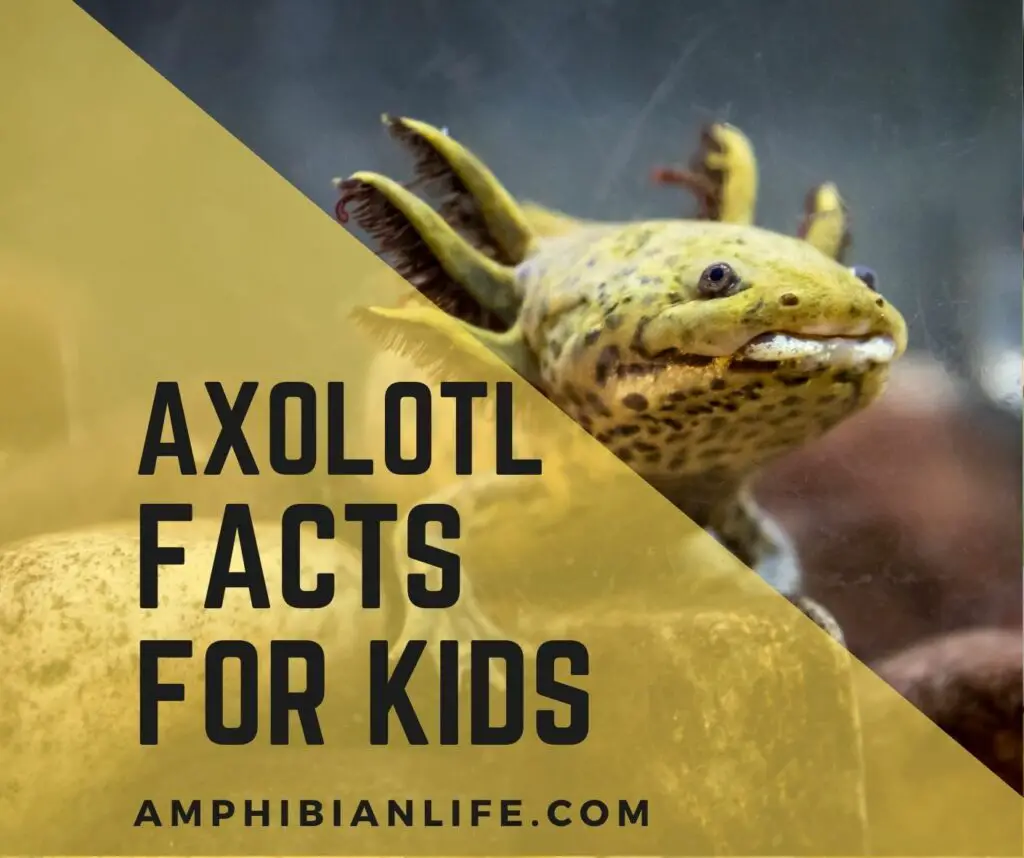 Top 50 Amazing Axolotl Facts for Kids - Amphibian Life