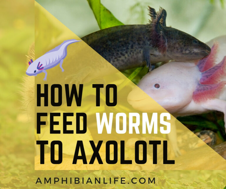 How To Feed Worms To Axolotl? A Guide To Worm Farming! - Amphibian Life