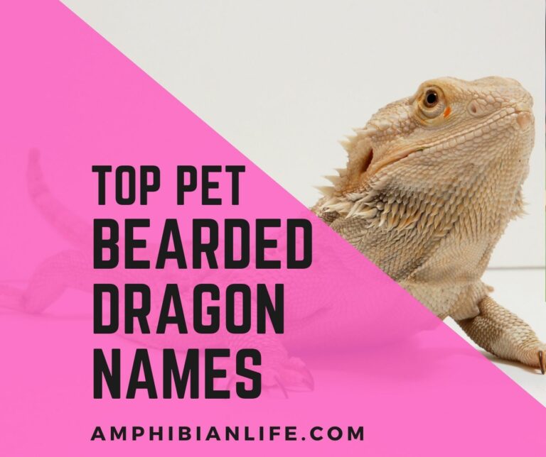 600-cute-funny-pet-bearded-dragon-names-amphibian-life