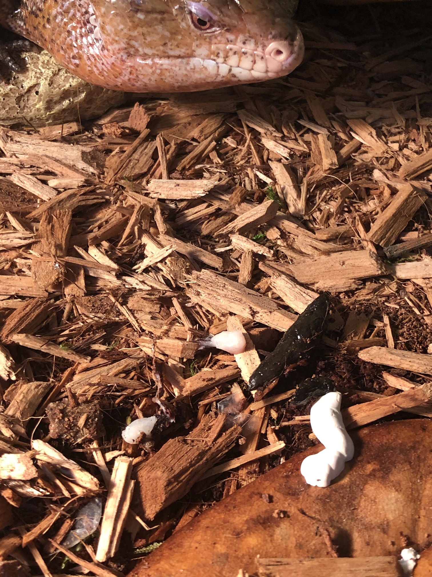 How Blue Tongue Skink Poop Look Like? with Pictures - Amphibian Life