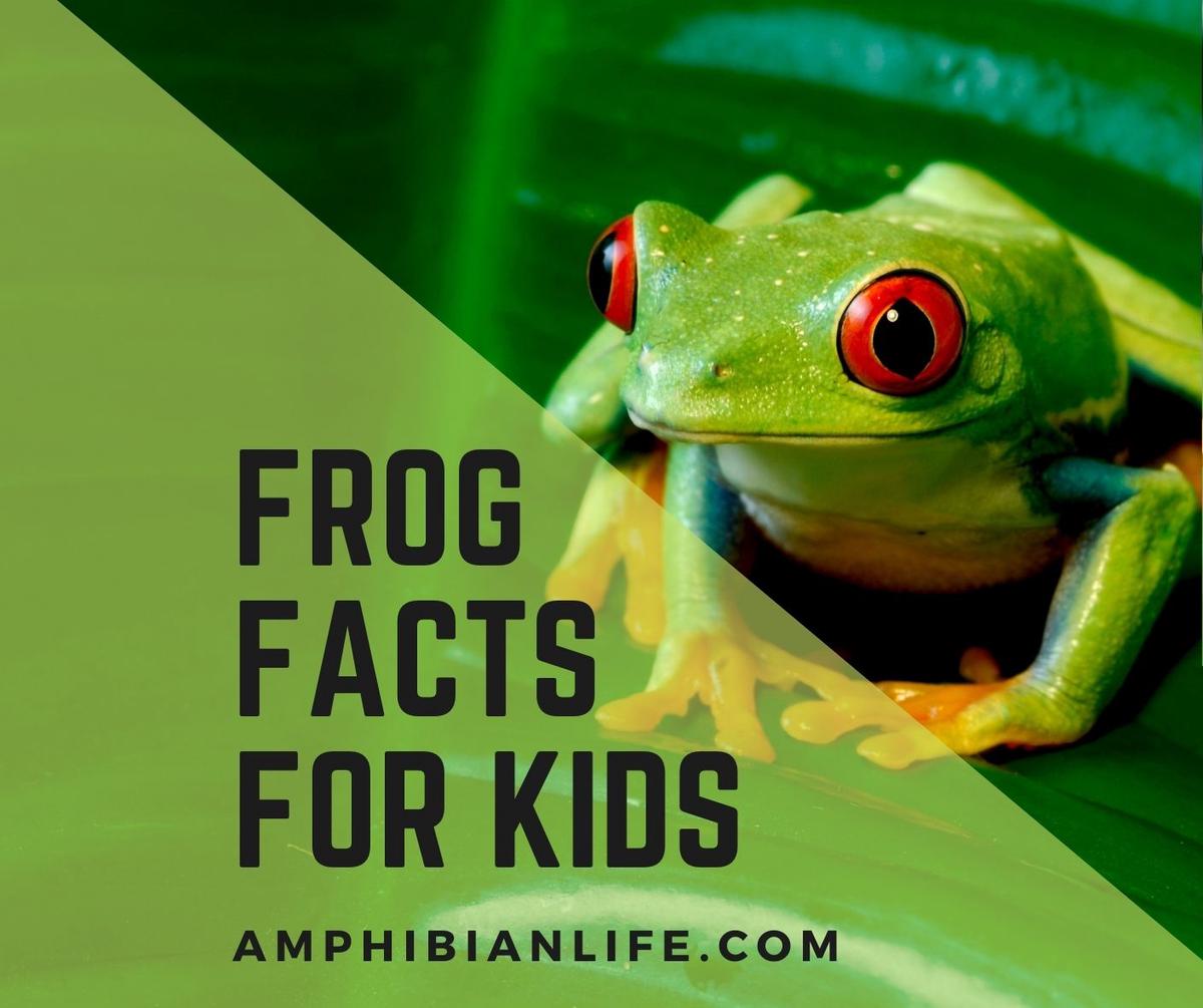 Frog facts for kids