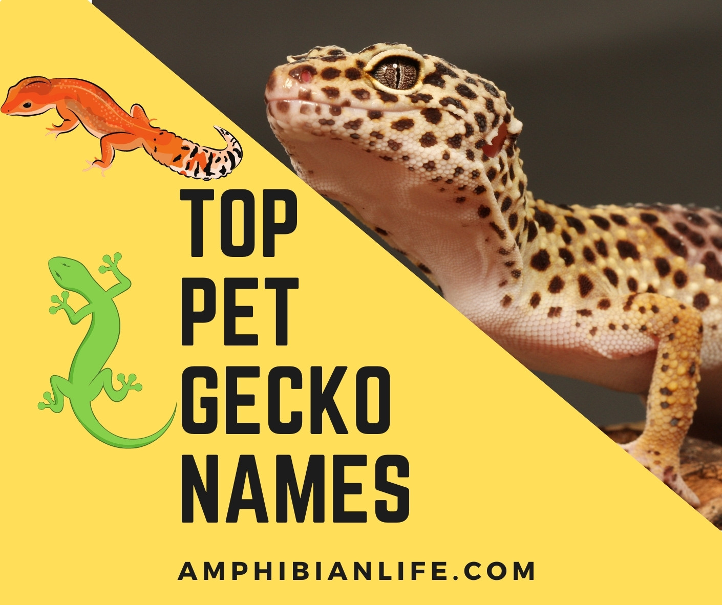 300 Clever And Creative Pet Gecko Names Amphibian Life