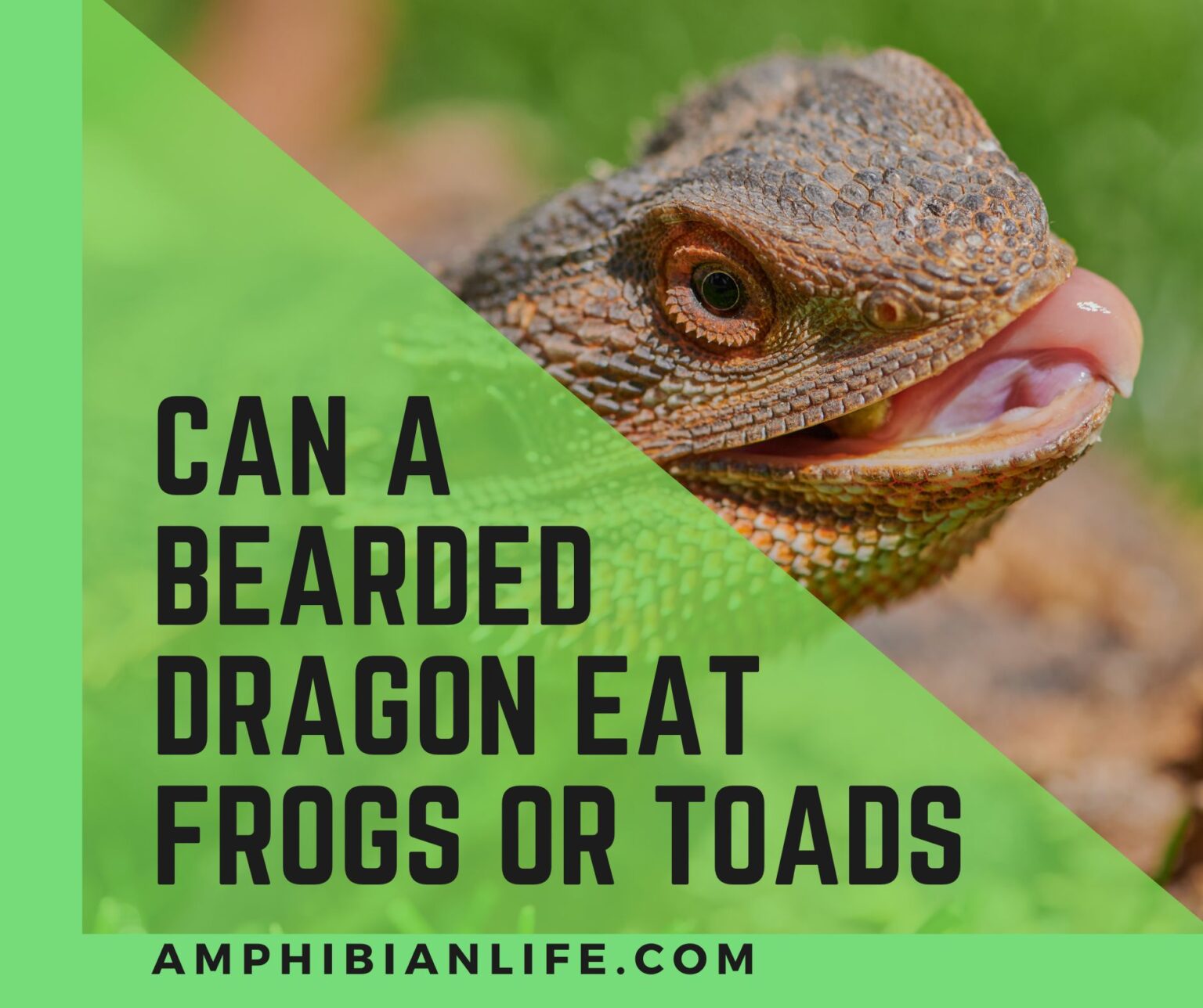 can-bearded-dragons-eat-frogs-or-toads-amphibian-life