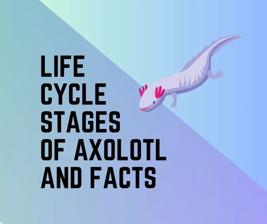 Axolotl Life Cycle [Stages, Diagram, Facts] - Amphibian Life