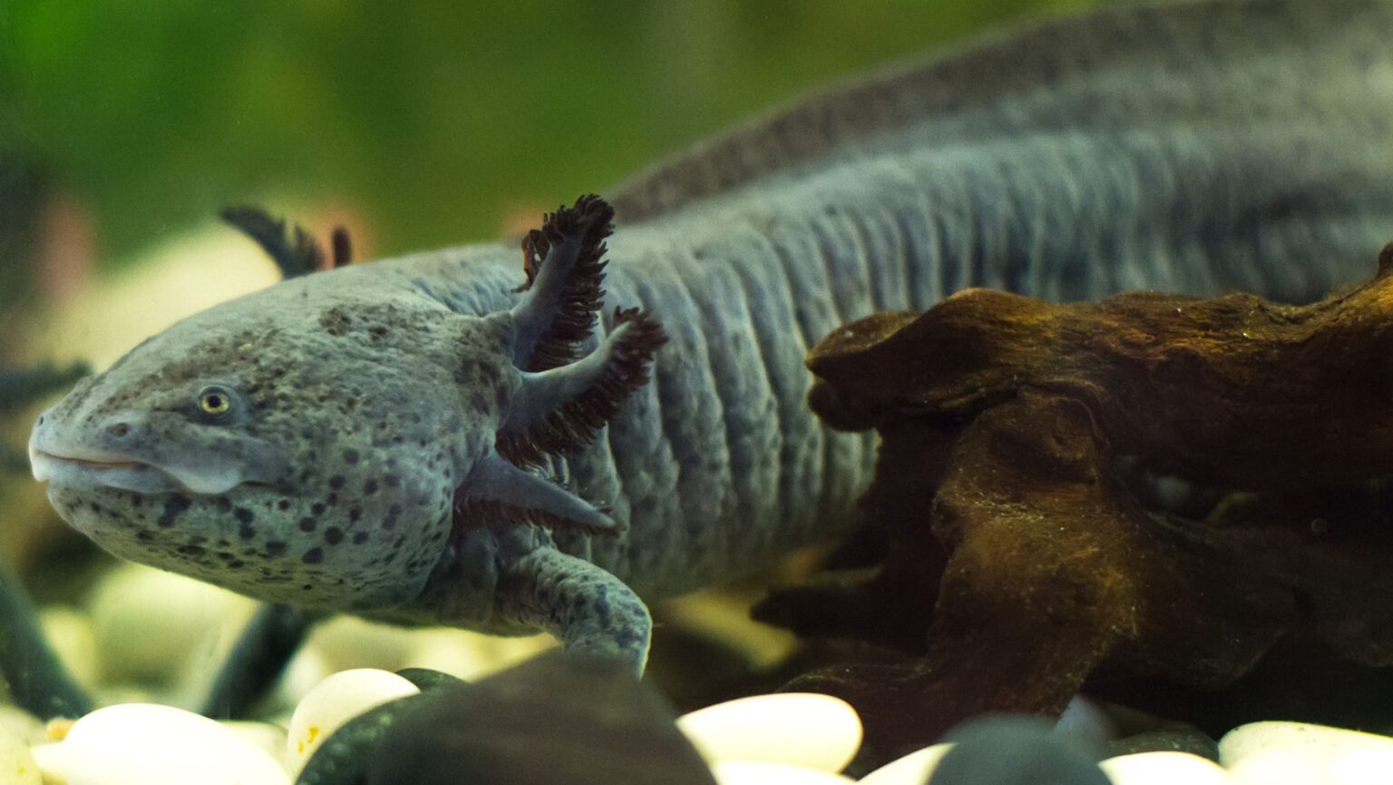 How to cycle an axolotl tank