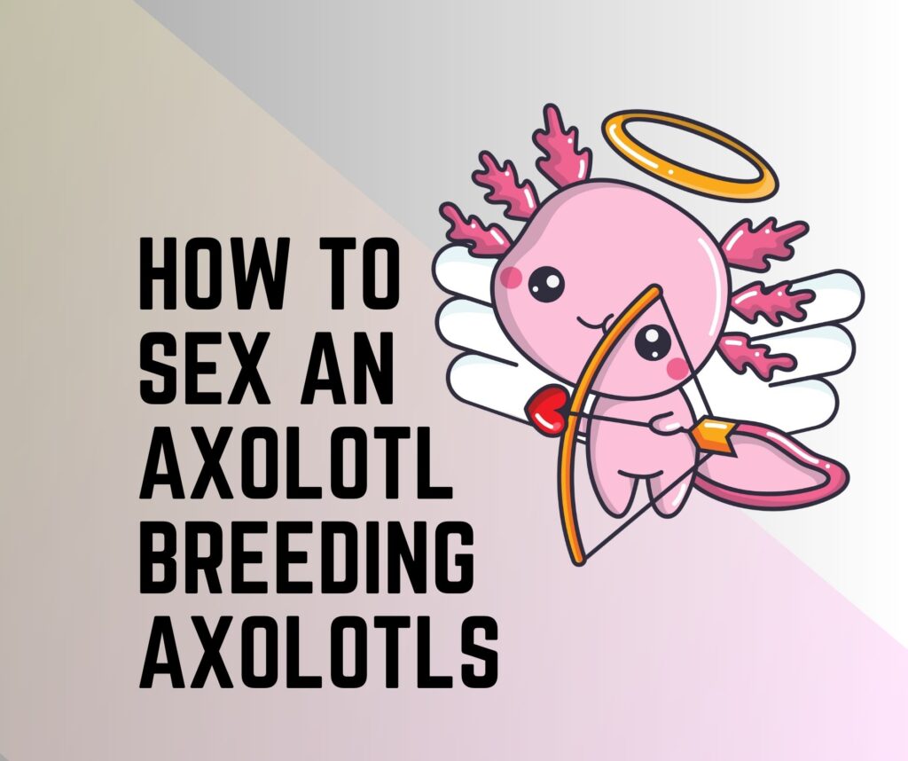 How To Sex An Axolotl [breeding Axolotls 101] Amphibian Life