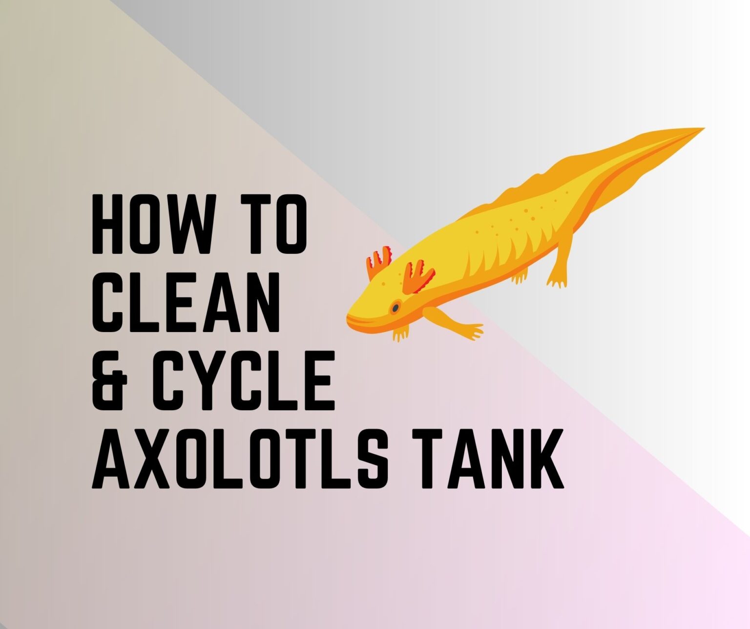 Do Axolotls have Many Colors? (And Why so Many) - Amphibian Life