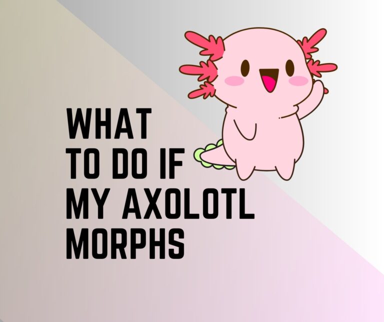 Axolotl Life Cycle [Stages, Diagram, Facts] - Amphibian Life