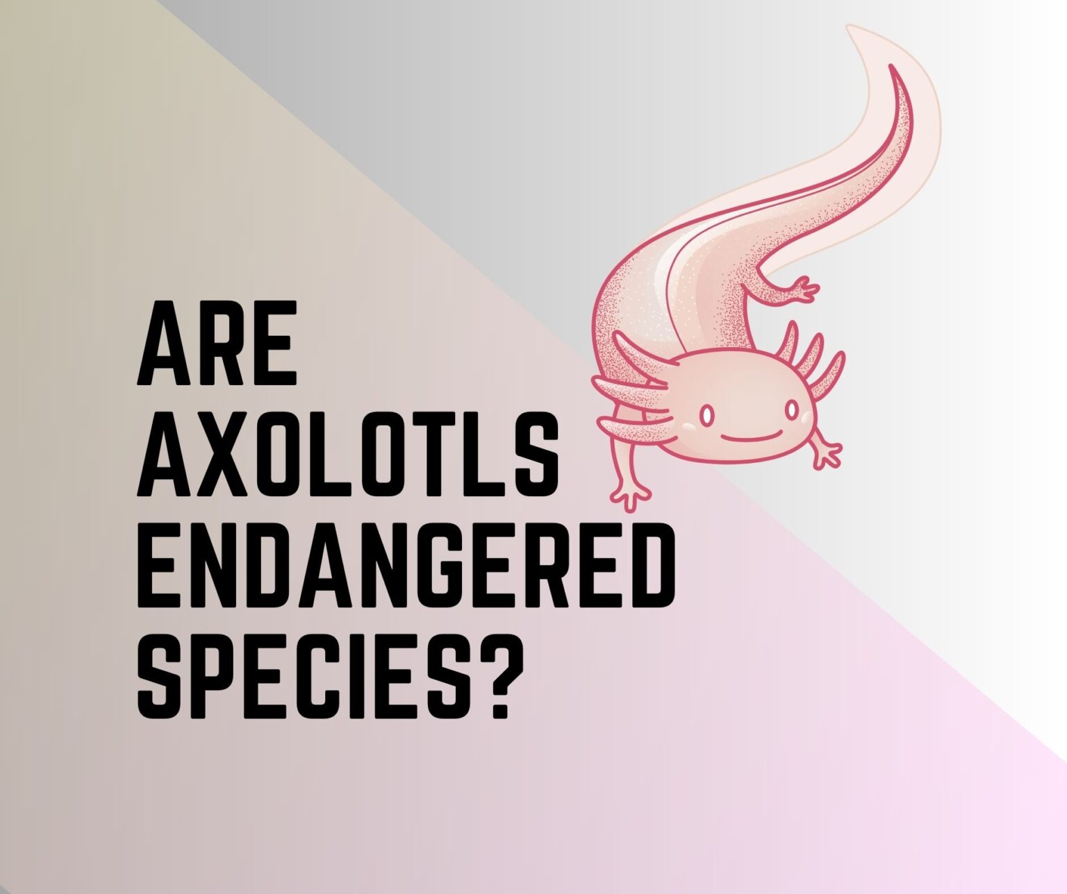 Axolotl Life Cycle [Stages, Diagram, Facts] - Amphibian Life