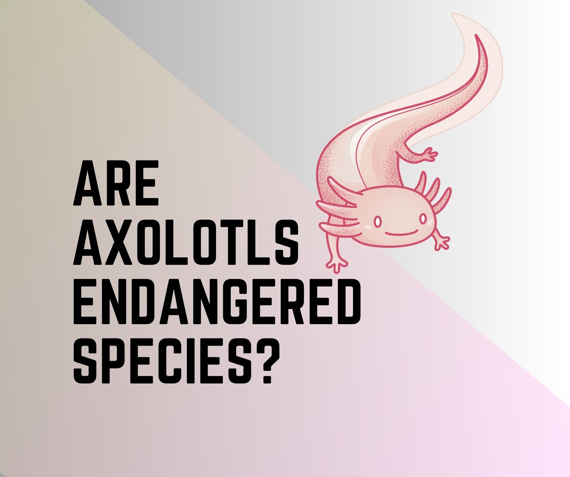 Why Are Axolotls Endangered? - Amphibian Life